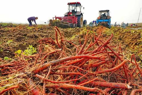 连云港合作社的改良尝试