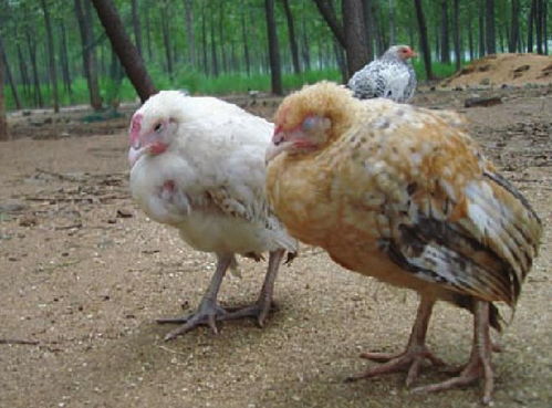 鸡常见寄生虫病，如球虫、绦虫等
