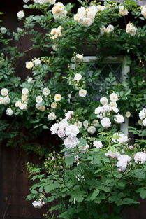 粉红努塞特月季的美丽绽放