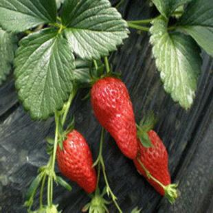 草莓叶子干枯怎么办？来堪堪这些补救措施！