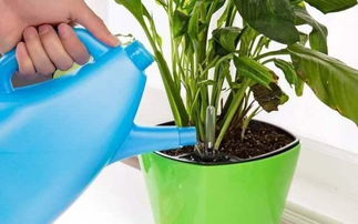 草坪的浇水技巧