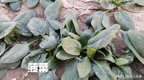 施肥技术：营养给足，产量自然高