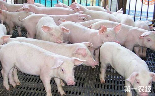 猪传染性胃肠炎如何全面防控，中西药结合生物安全措施详解？