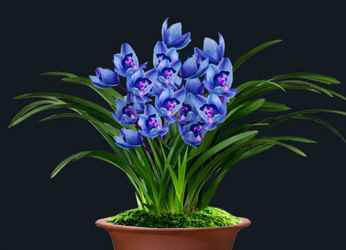 兰花，高雅独特