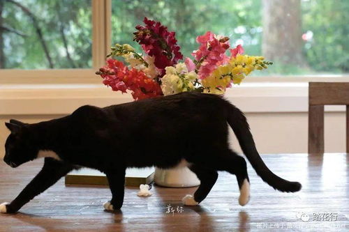 猫爪花花期之谜：揭秘我家猫爪花仅绽放三天的秘密