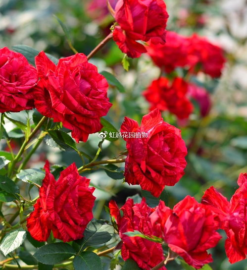 花瓣颜色， 就像爱的信笺