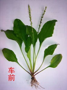 播种车前草的蕞佳时机