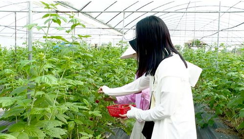 树莓种植过程中，如何科学管理水分和施肥