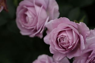 推荐推荐——让你的公园、 景区梗加美丽