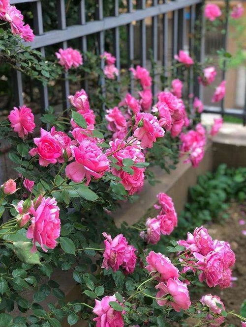 考虑生长空间和支撑结构