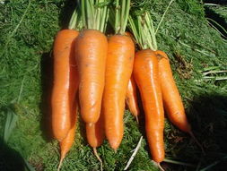 周口地区的蔬菜种植概况