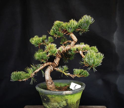 盆景松树品种揭秘：十大松树大盘点