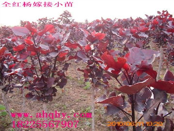 全红杨的生长条件