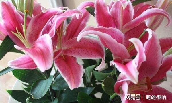 养护细节要到位， 花期延长不用愁