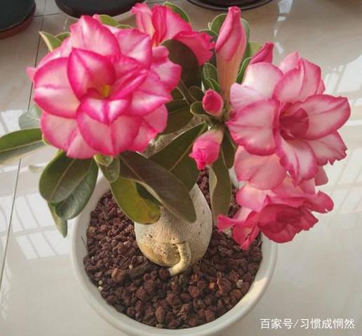 沙漠玫瑰叶子为何突然掉落？