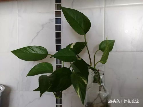 有哪些室内植物可以排名前十，有效净化室内空气
