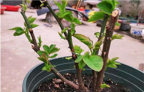 春剪促分枝，夏剪保通风