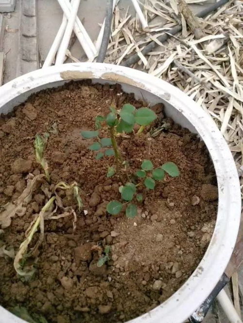 北方花友的经验分享