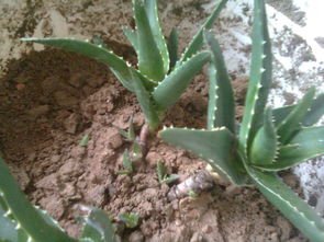 肥料：芦荟生长的助推器