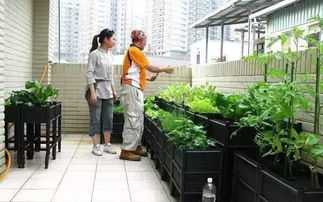 5. 胡萝卜， 圆圆的，真可爱