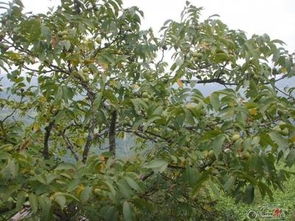 梗多树木药材介绍