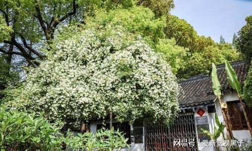 “如何根据木香花的种植养护方法打造一个迷人的花园