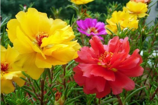 太阳花与长寿花的温暖相伴