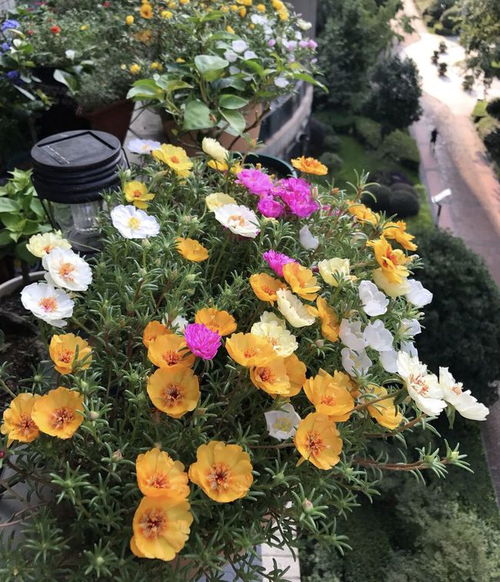 四季花开， 永不凋谢的梦