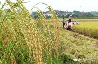 油茶树种植：探索耕地上种植的潜力与挑战