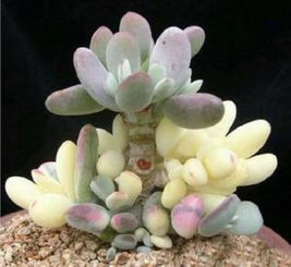 仙人棒，神秘多肉植物