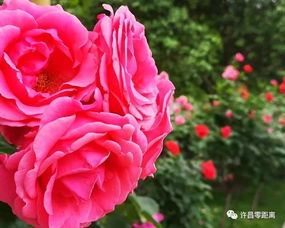 月季大道， 装扮城市新风景