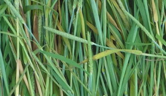 紫花苜蓿：牧草界的和牛