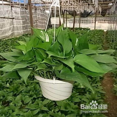 绿箩吊兰如何养殖？光照和浇水要注意什么