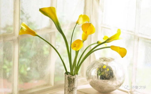 花朵的守护神：如何让鲜花在旅途中保持清新