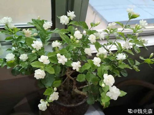 春剪茶花，别剪秃！养花秘籍，快来学！