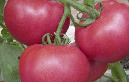 番茄坐果药的种类大盘点