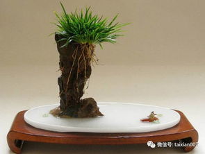 香菖蒲：香味浓郁， 让人陶醉