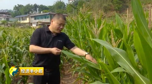 生姜：天然的杀菌剂
