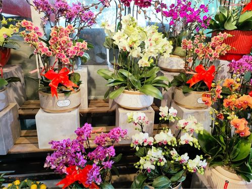 逛花市的小技巧