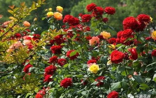 ▍北方花卉推荐：耐寒耐旱的坚强小花