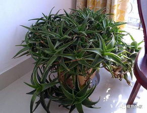 芦荟移植：从室内到室外的奇幻之旅