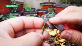 蔷薇嫁接月季：优点与缺点的趣味探讨