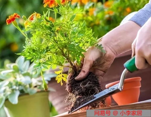 花草换盆时有必要彻底清洗根系吗