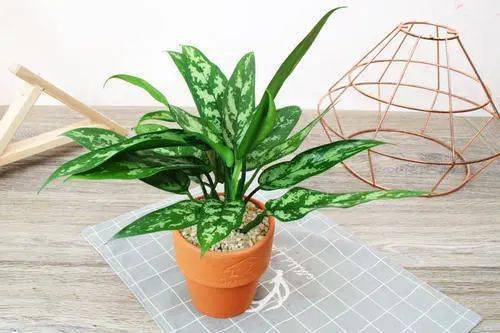 银皇后：空气净化小Neng手