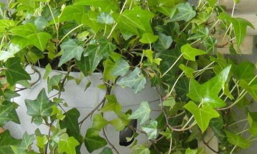 凤仙花种子，喷射而出，50种花卉种子，撒院子里嫩Zuo花海