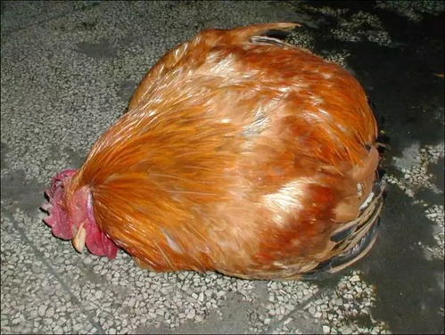 揭秘鸡误食泡沫之谜:健康隐患不容忽视!