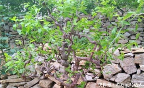 盆栽枣树为何不后来啊？揭秘枣树开花不后来啊的秘密