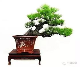 揭秘灰莉盆景的打造与修剪技巧，打造农业爆款！