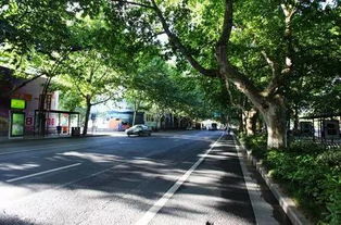 苏醒树与风滚草的智慧