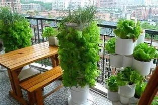 有机蔬菜 #阳台种菜